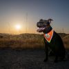 Orange Dog Bandana L Size Hi Visibility Reflective Blaze Orange Bandana for Large Pets Safety Accessories for Walking Camping and Off Leash Exploratio