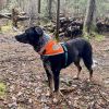 Orange Dog Bandana XL Size Hi Visibility Reflective Blaze Orange Bandana for Large Pets Safety Accessories for Walking Camping and Off Leash Explorati
